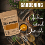 GreenDumbells Organics Haldi Powder Natural Pesticide